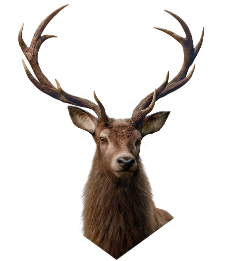 Jeleń